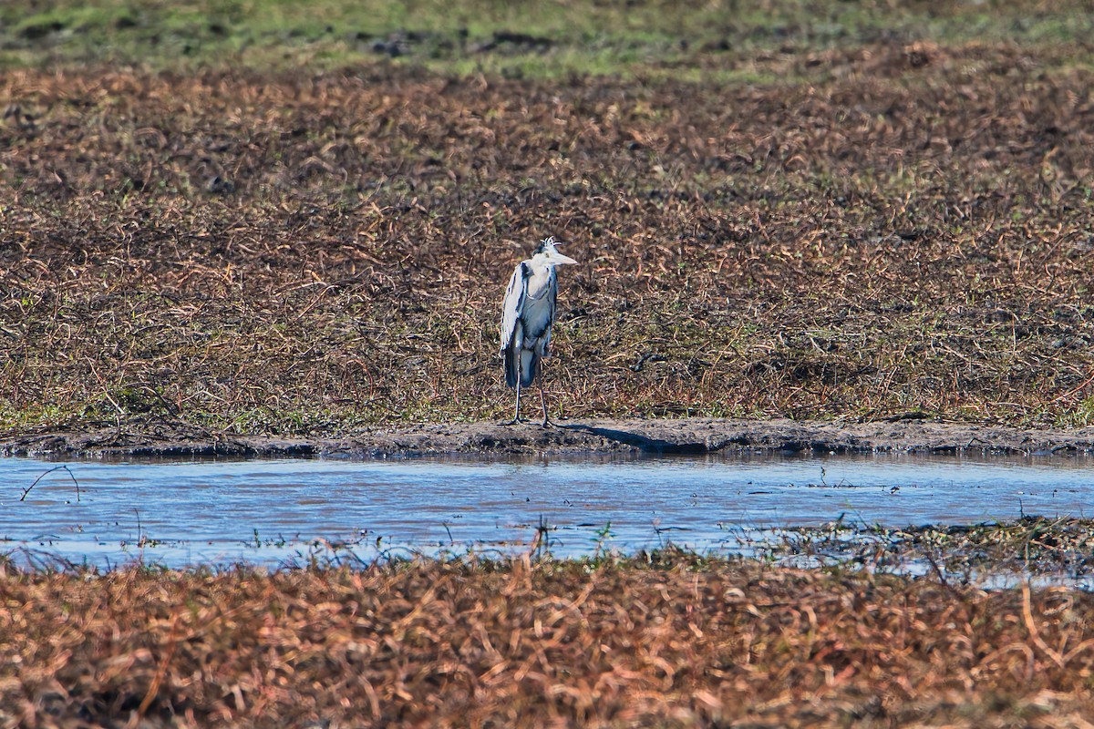 Хөх дэглий - ML646826078