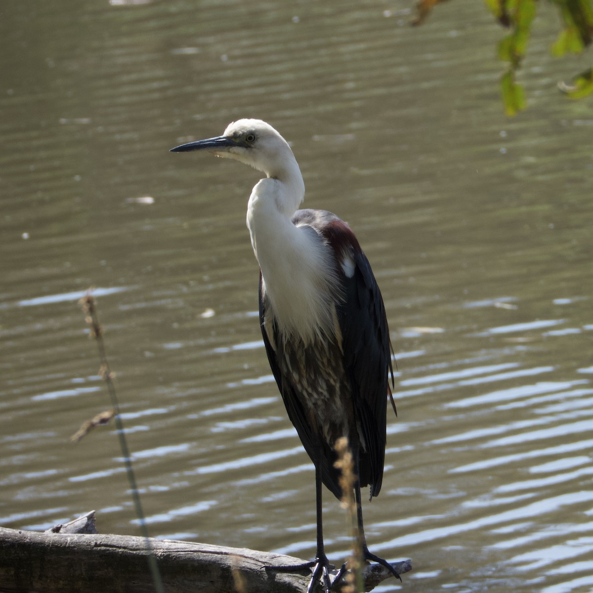 Pacific Heron - ML646826079
