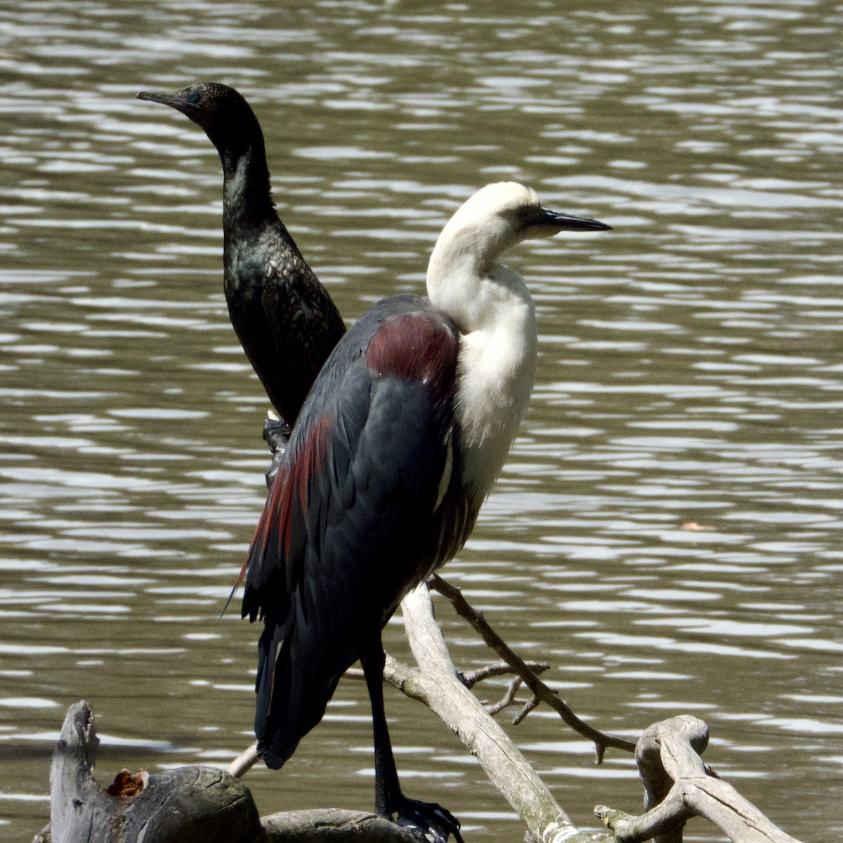 Pacific Heron - ML646826080