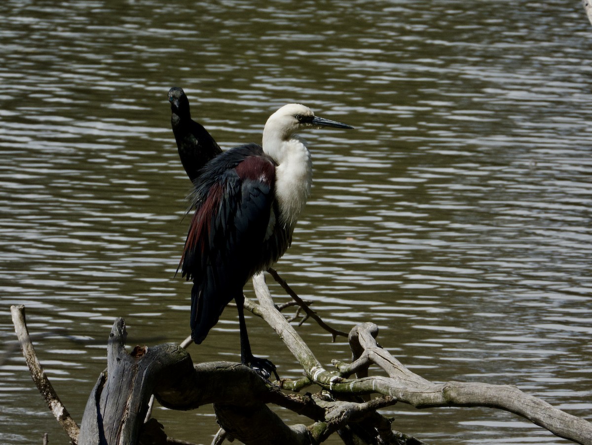 Pacific Heron - ML646826082