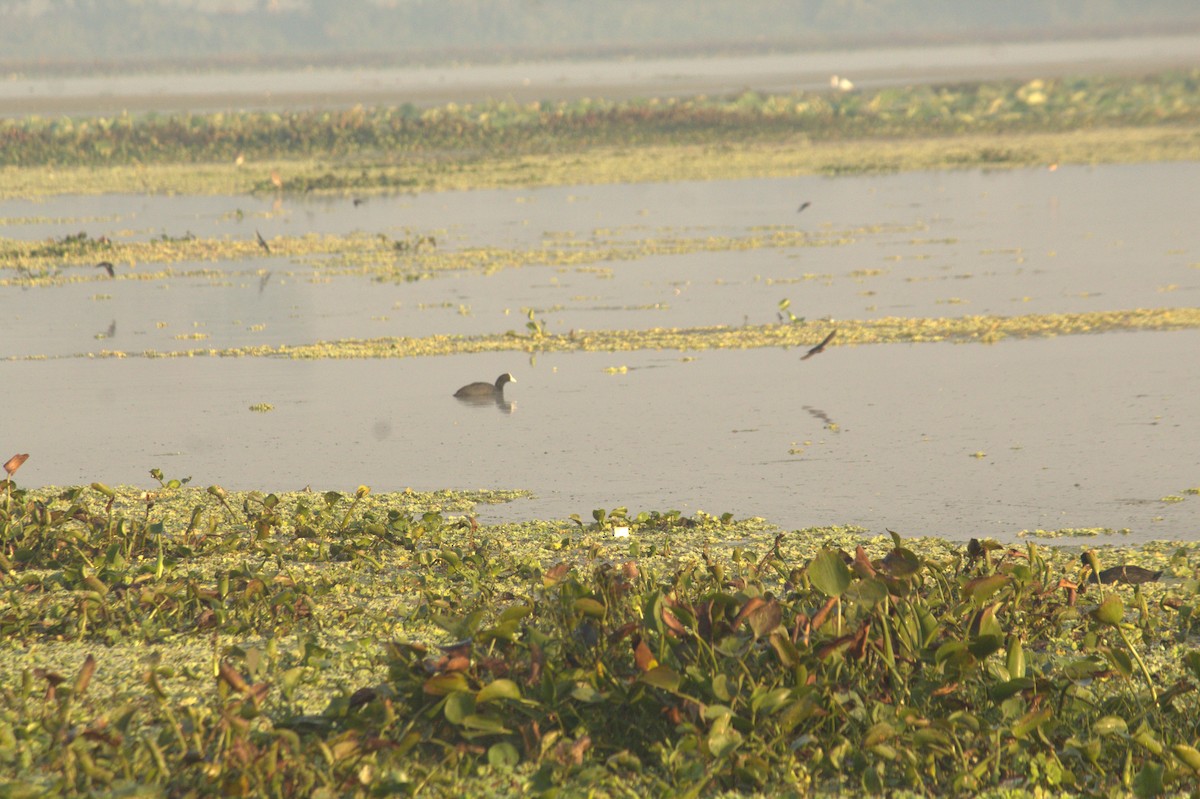 Eurasian Coot - ML646826087