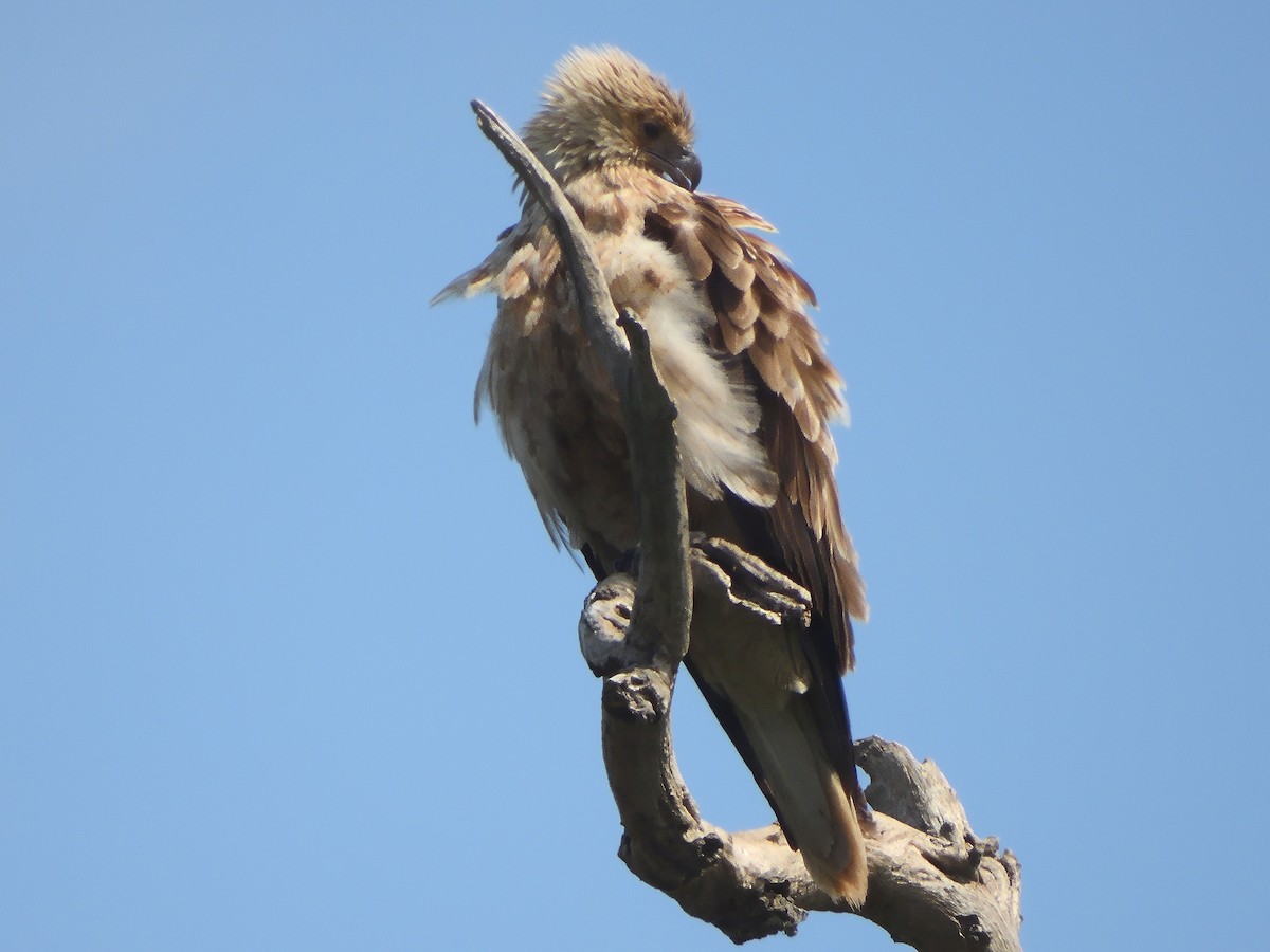 Milan siffleur - ML646826088