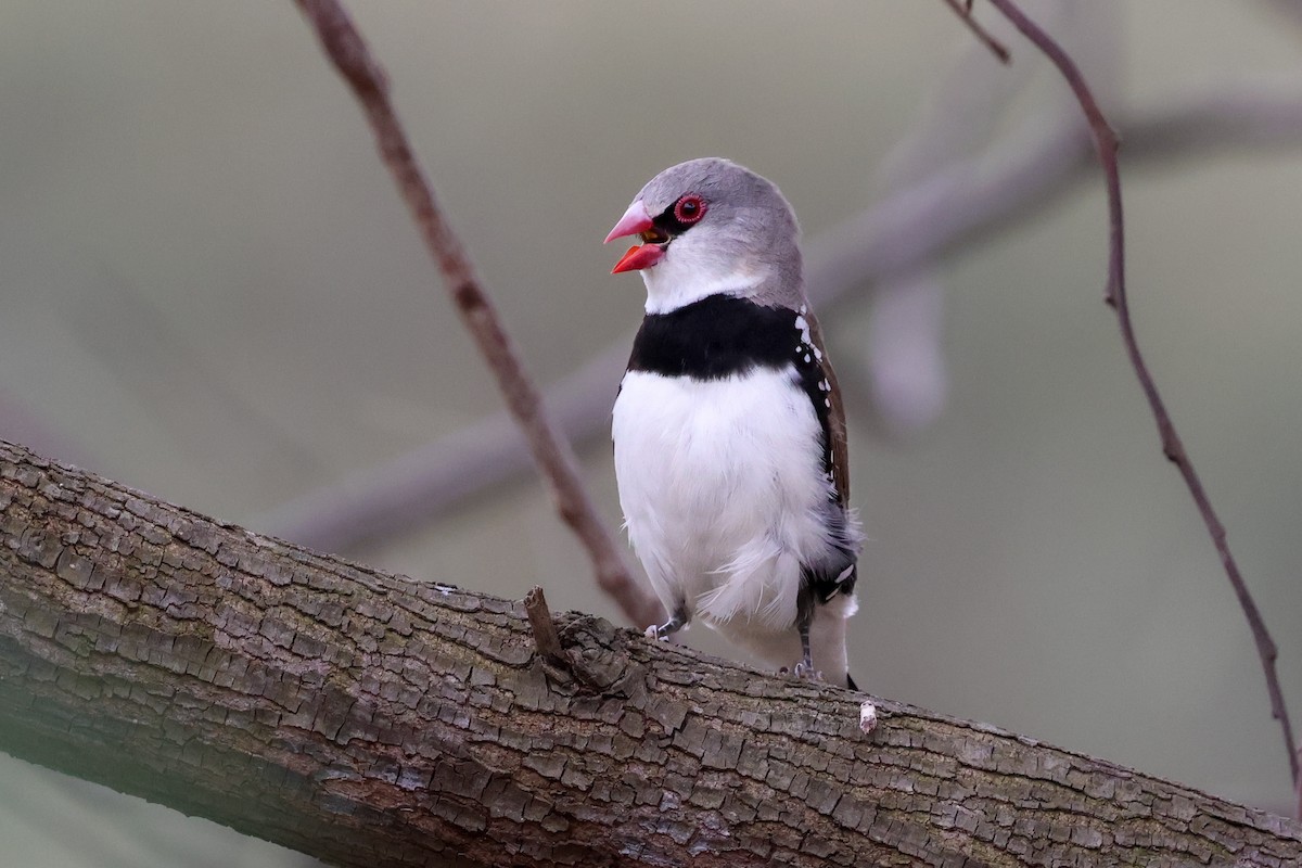 Diamantamadine - ML646826089