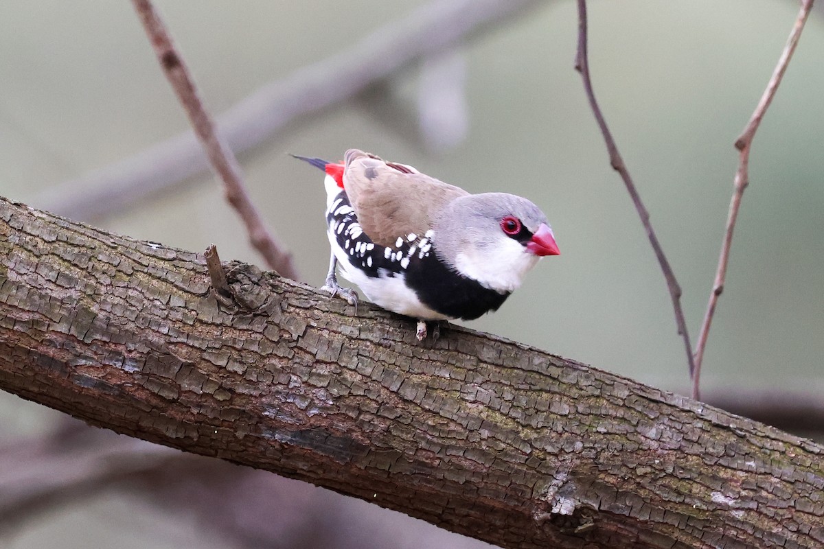 Diamantamadine - ML646826090