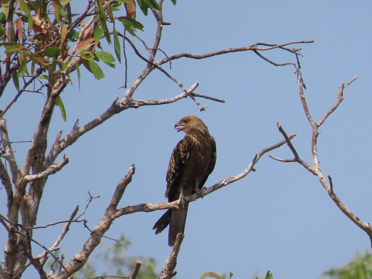 Коршун-свистун - ML646826094