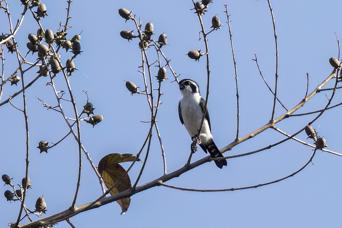 Сокіл-карлик строкатий - ML646826095