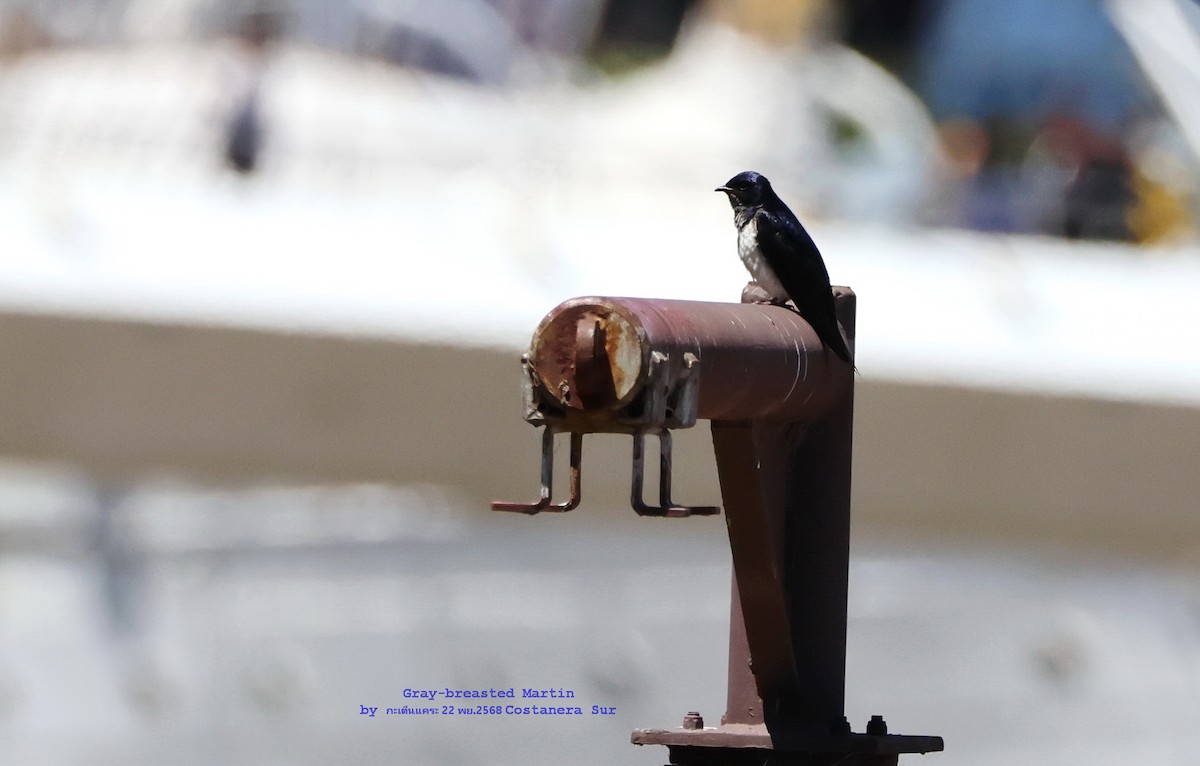 Gri Göğüslü Kırlangıç - ML646826107