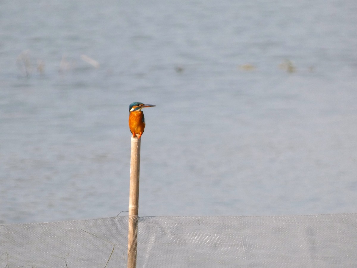 Зимородок - ML646826111