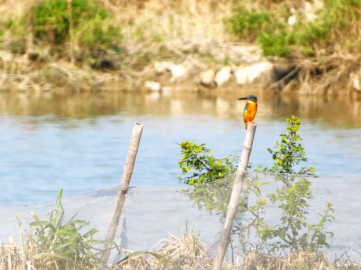 Зимородок - ML646826112