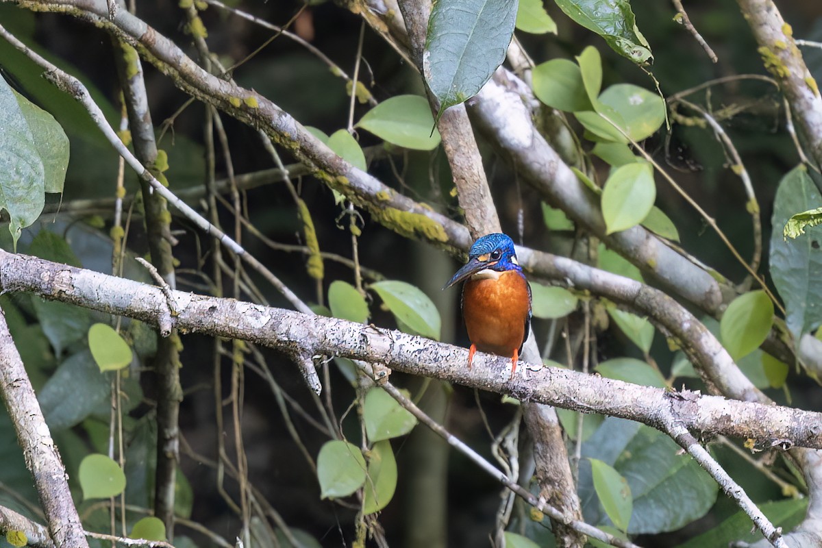 Рибалочка темно-синій - ML646826113