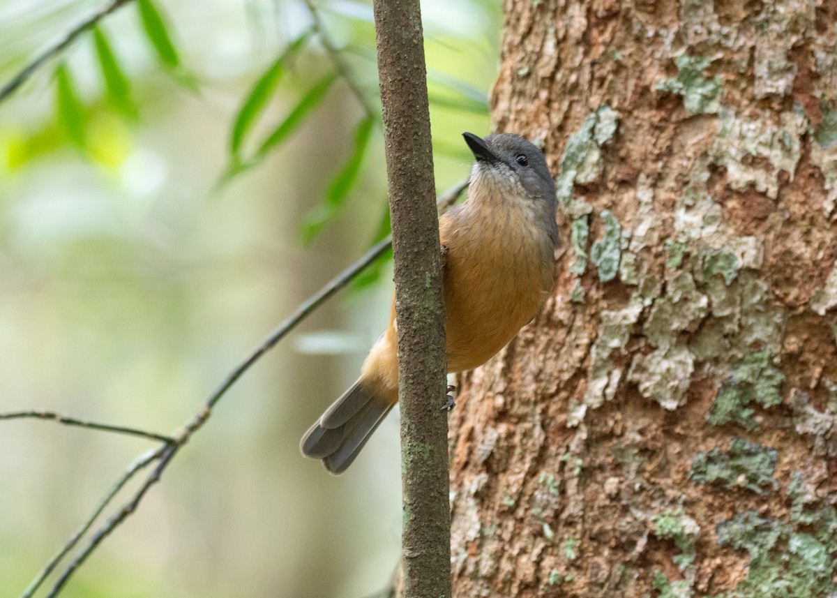 Bower's Shrikethrush - ML646826114