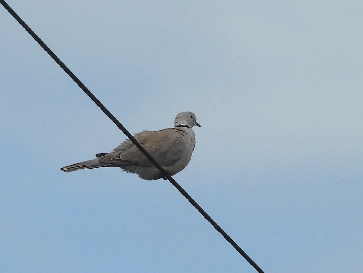 תור צווארון - ML646826115