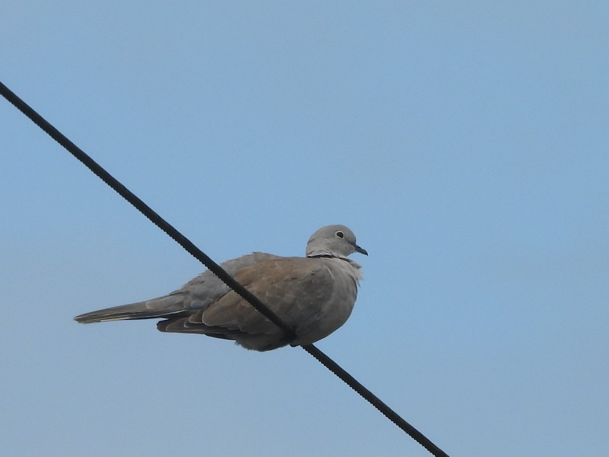 תור צווארון - ML646826116