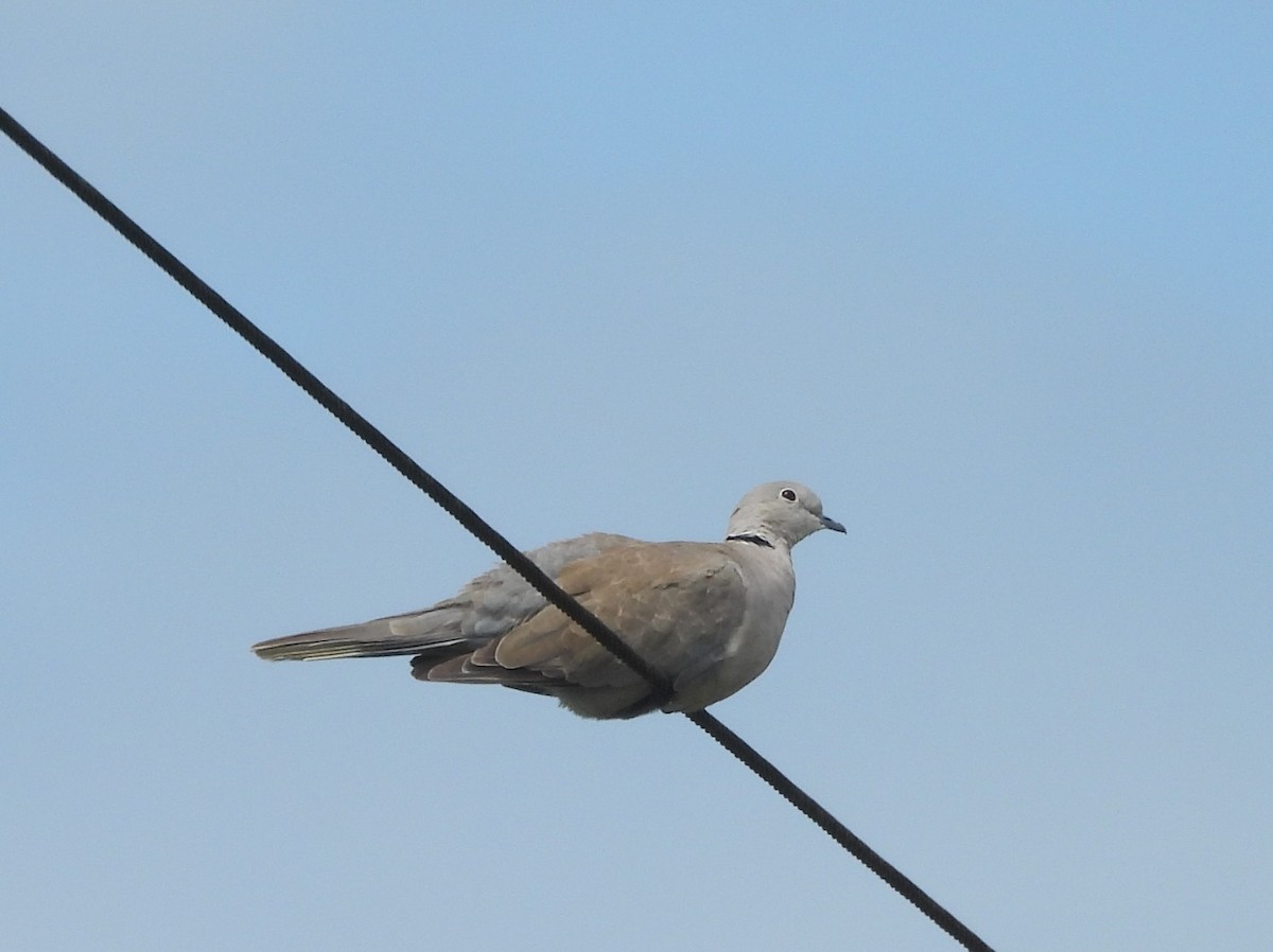 תור צווארון - ML646826117