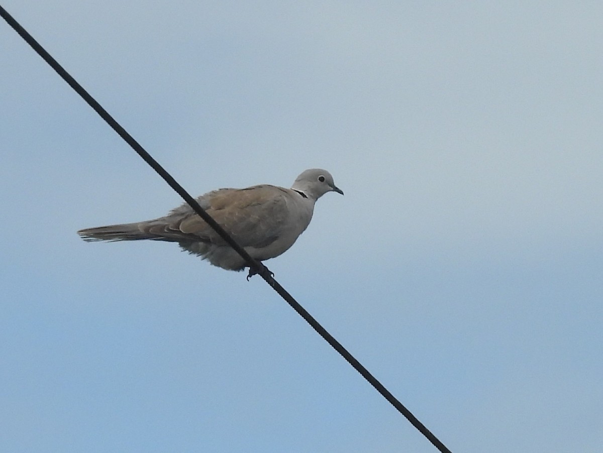 תור צווארון - ML646826118