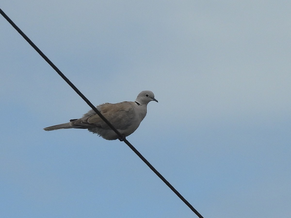 תור צווארון - ML646826119