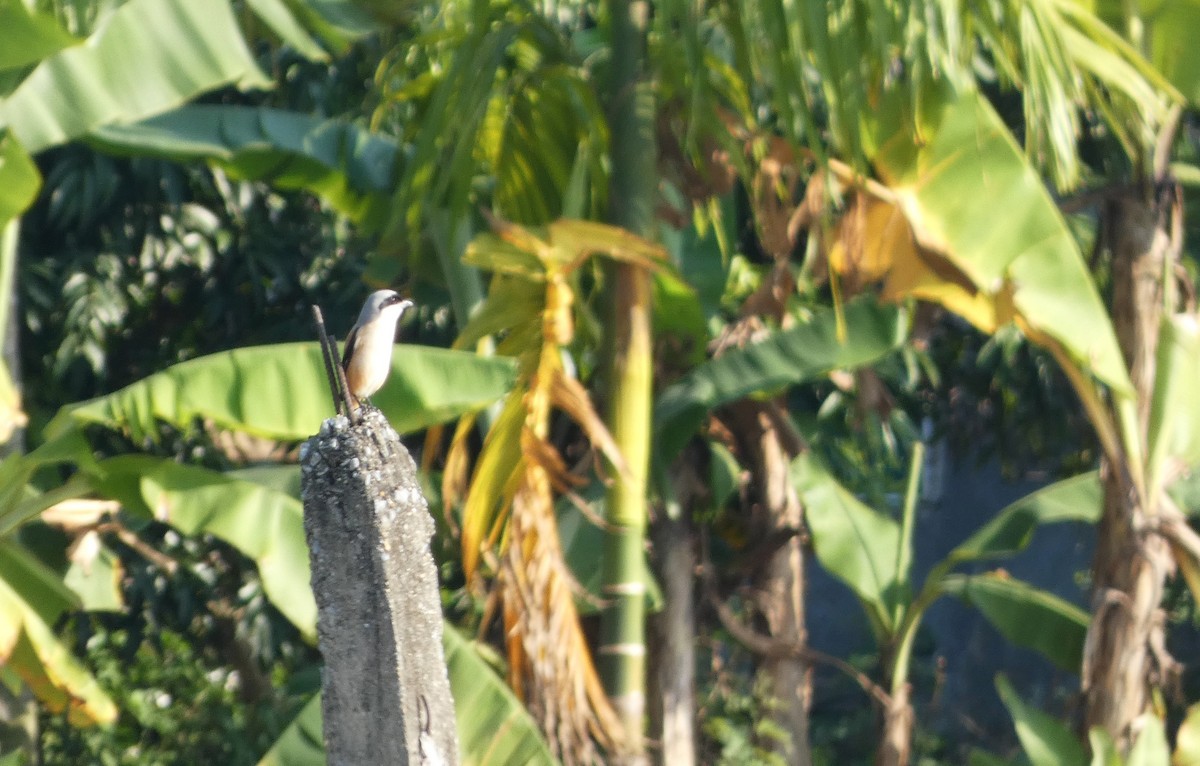 Длиннохвостый сорокопут - ML646826120