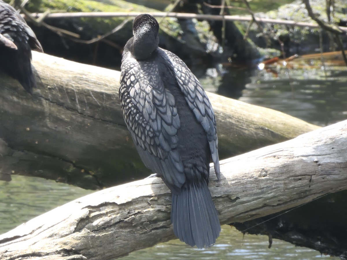 Cormoran noir - ML646826122