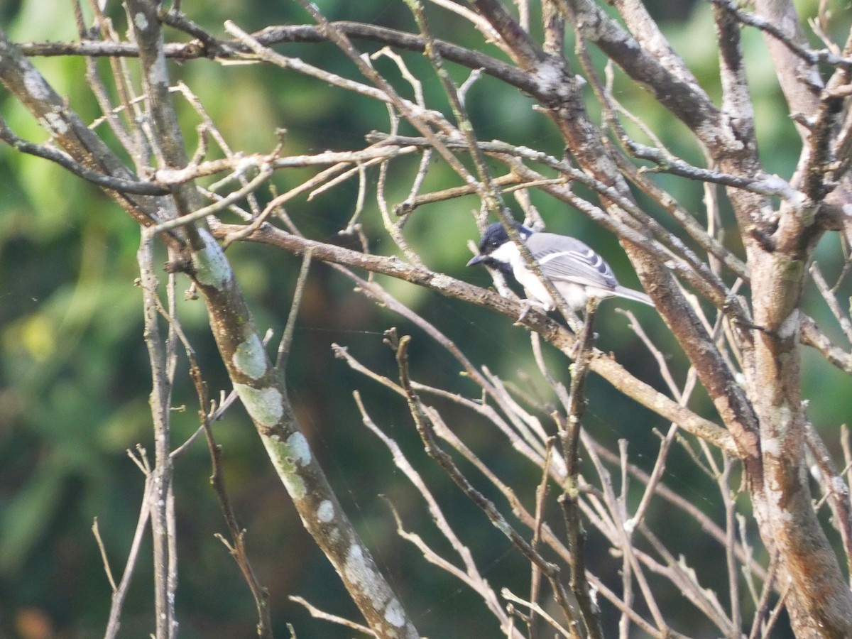 Серая синица - ML646826123