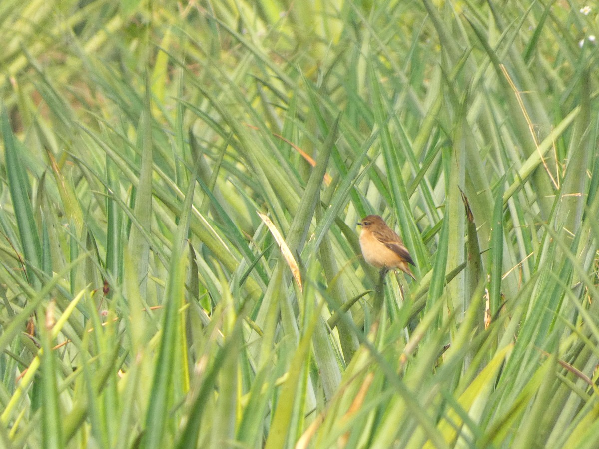 Восточный черноголовый чекан - ML646826126