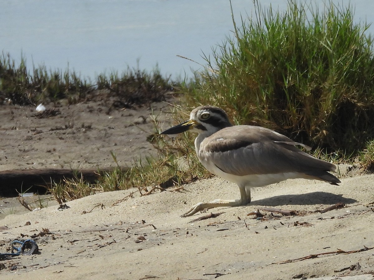 Great Thick-knee - ML646826135