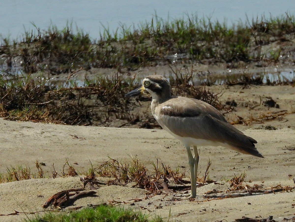 Great Thick-knee - ML646826136