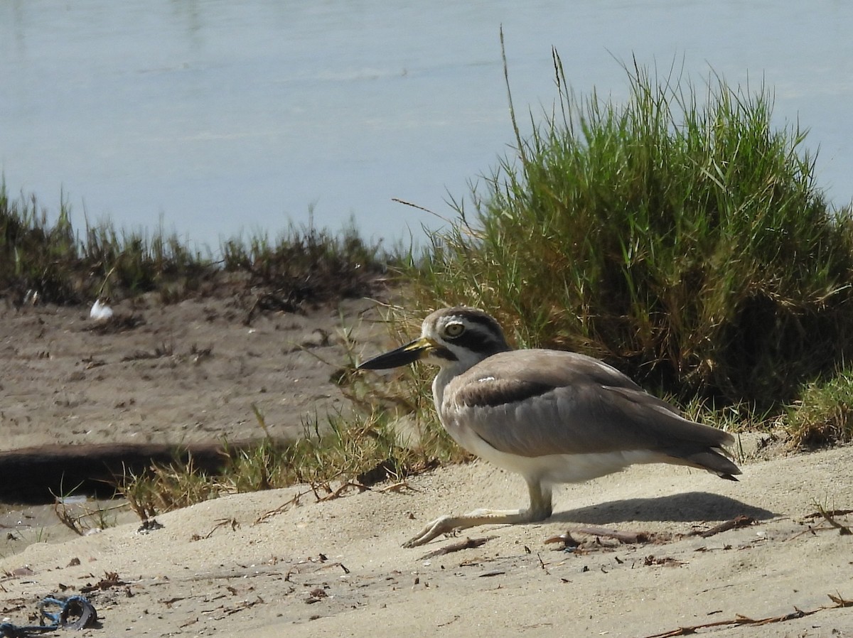 Great Thick-knee - ML646826137