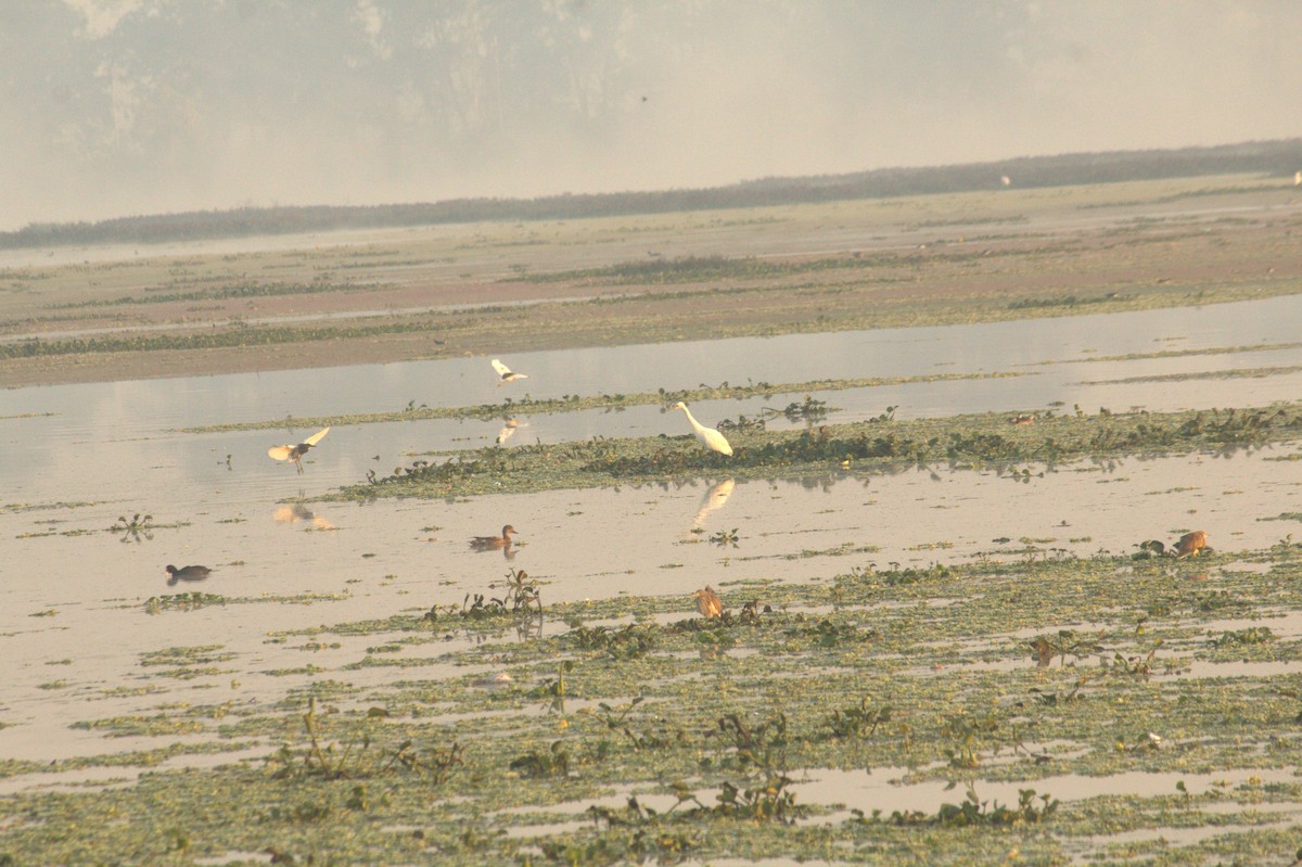 Great Egret - ML646826138