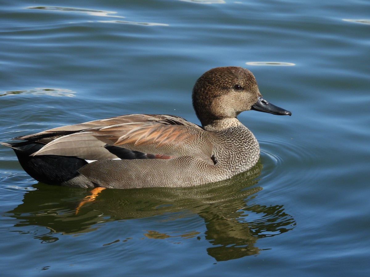 赤膀鴨 - ML646826140