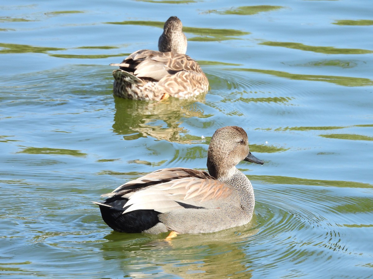 赤膀鴨 - ML646826141