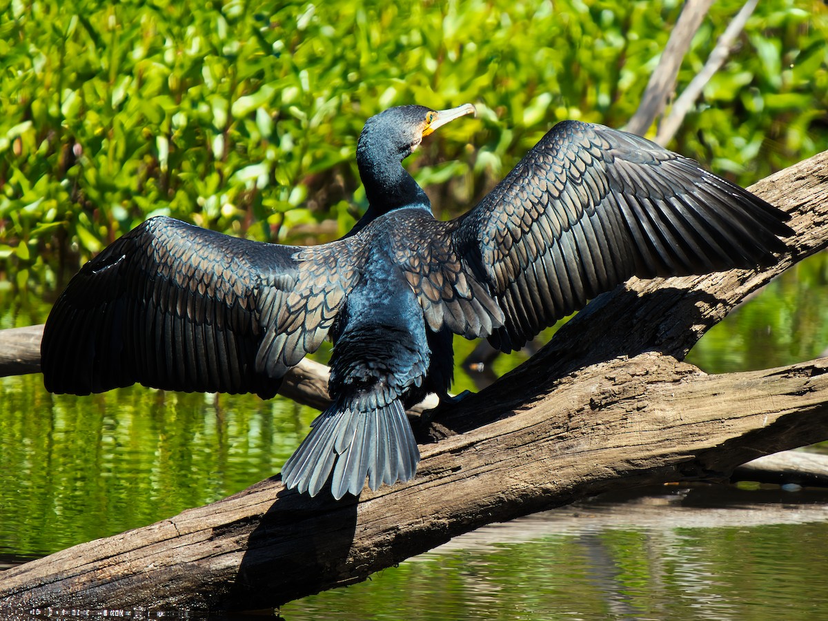 Cormorán Grande - ML646826146