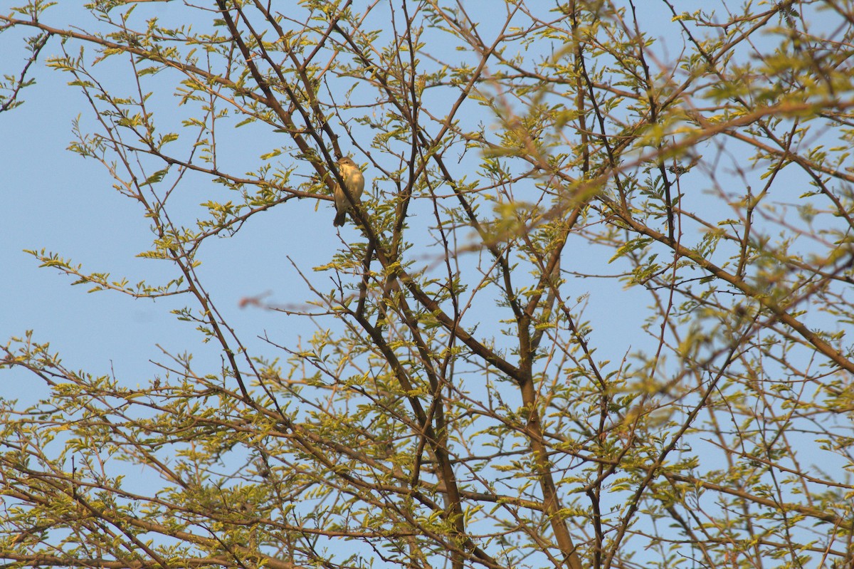 bird sp. - ML646826147