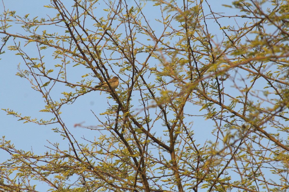 bird sp. - ML646826150