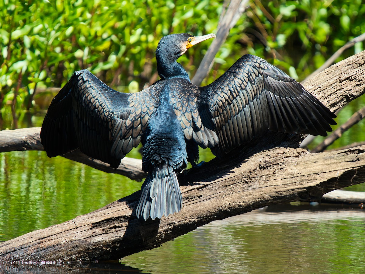 Cormorán Grande - ML646826152