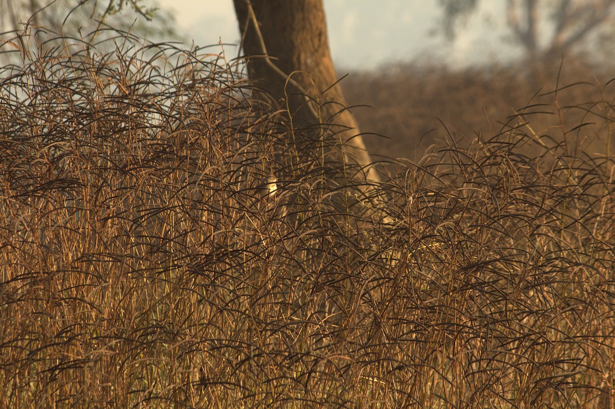 bird sp. - ML646826153