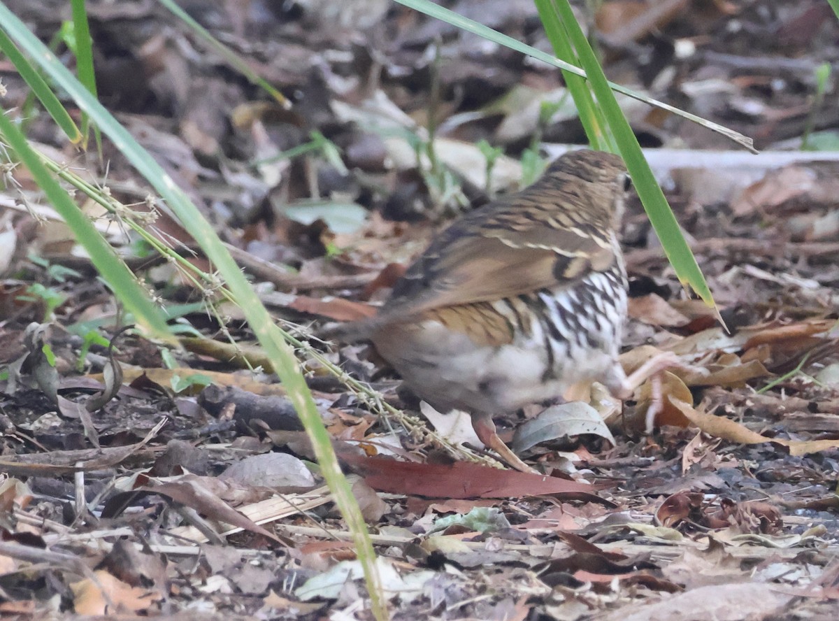 Russet-tailed Thrush - ML646826158