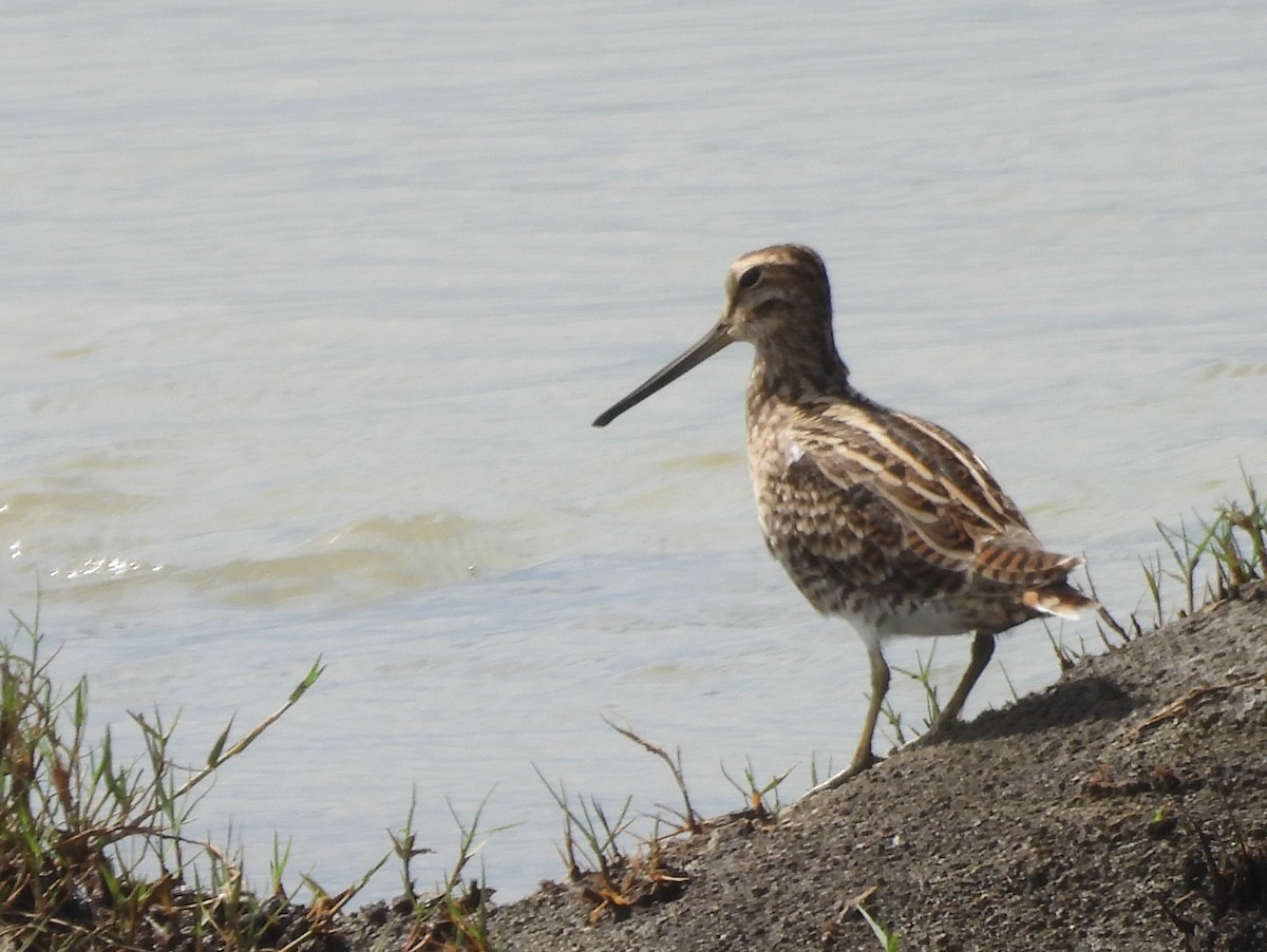 ハリオシギ - ML646826159