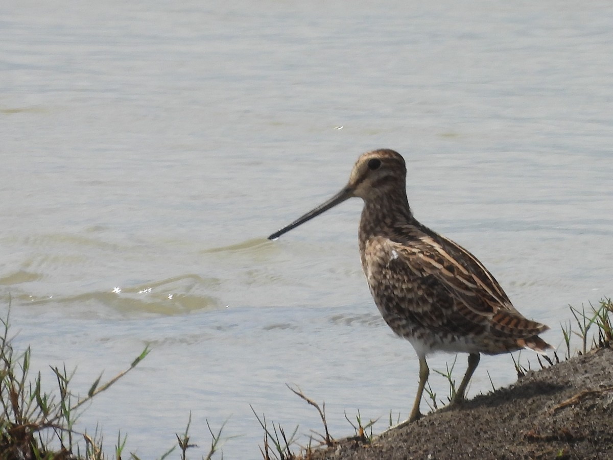 ハリオシギ - ML646826160