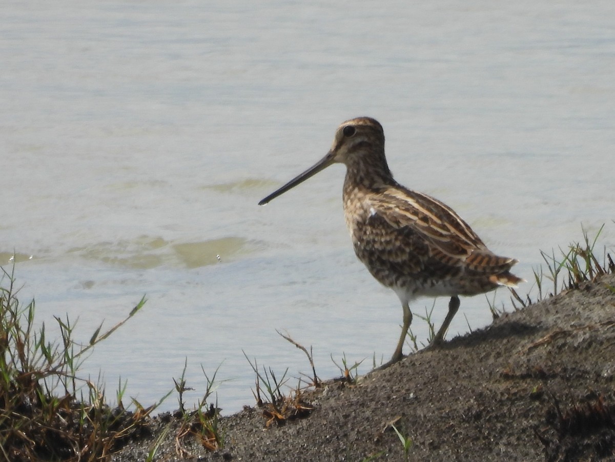 ハリオシギ - ML646826161