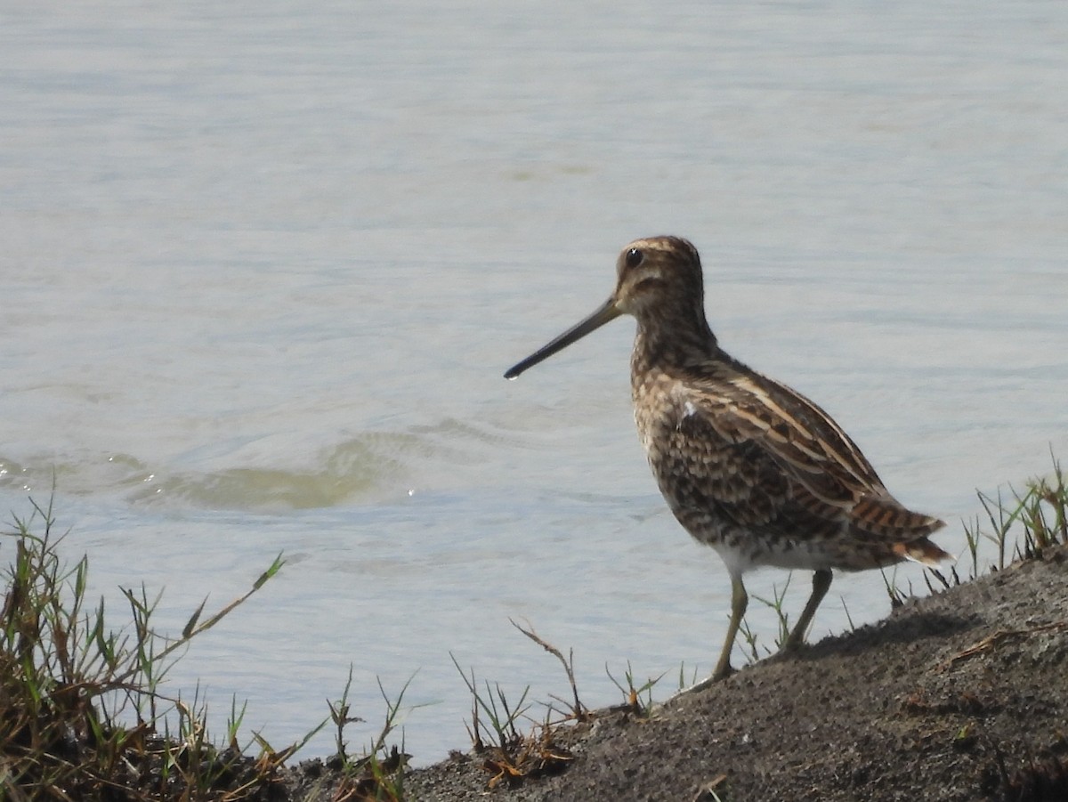 ハリオシギ - ML646826162