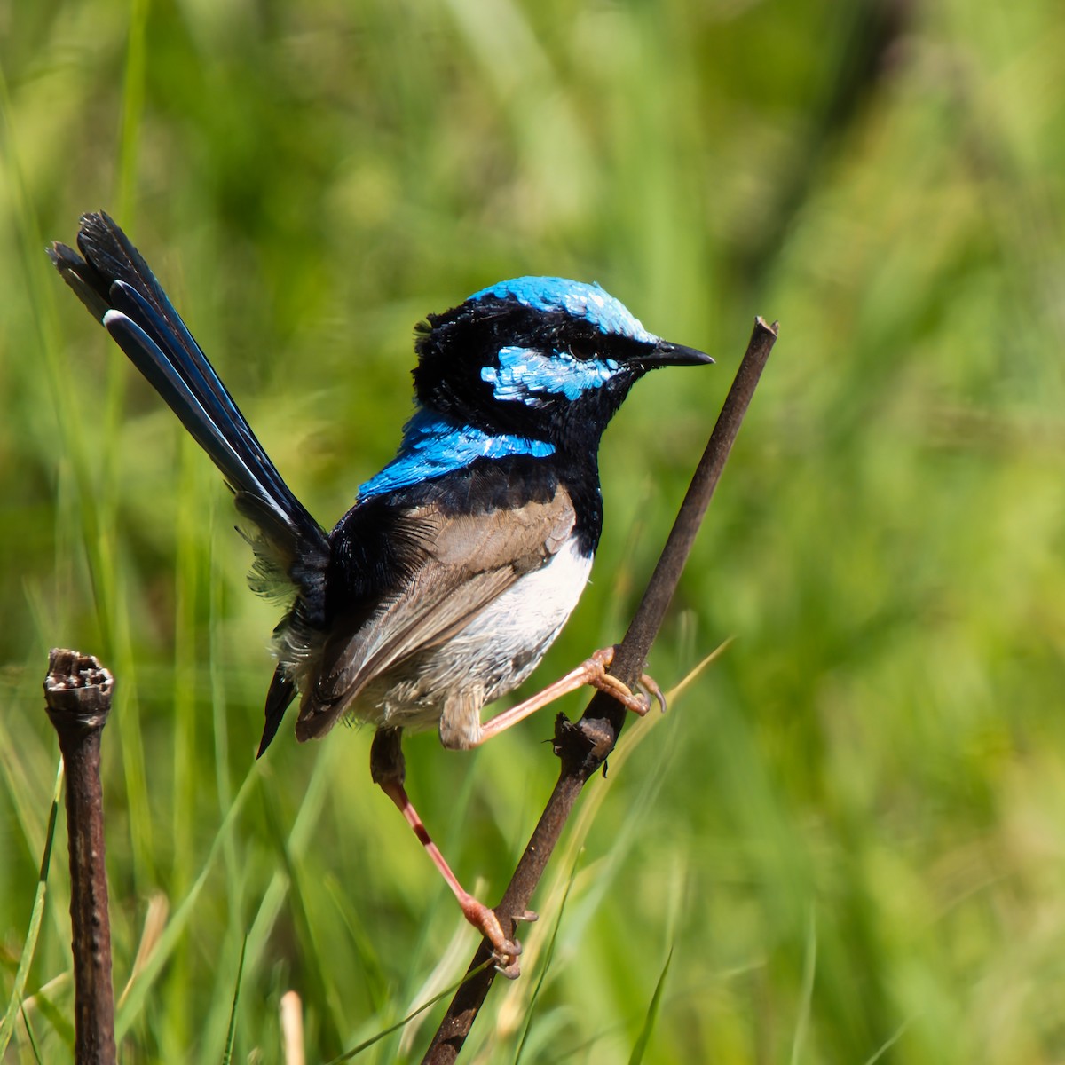 Maluro Soberbio - ML646826163