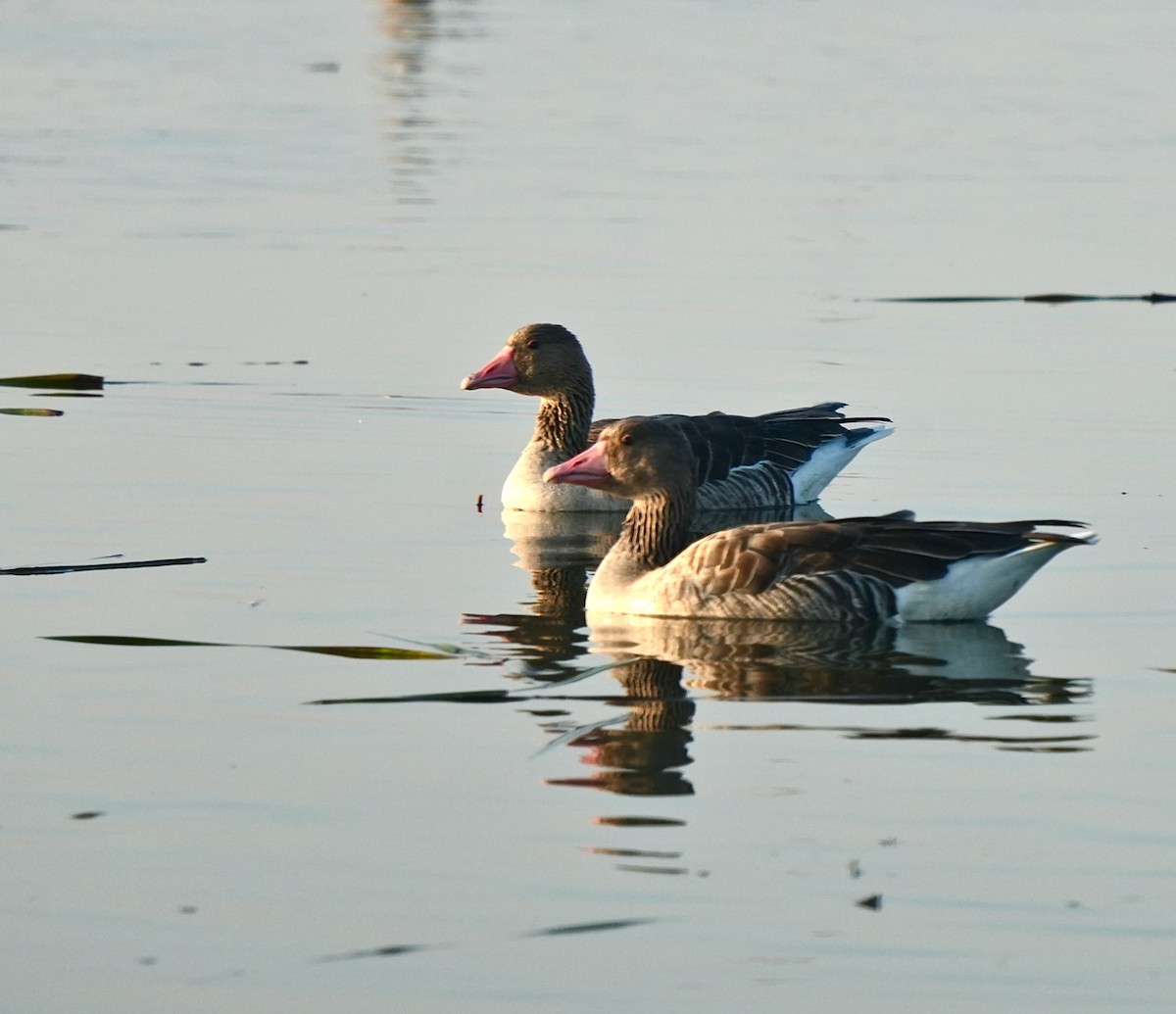 grågås - ML646826164