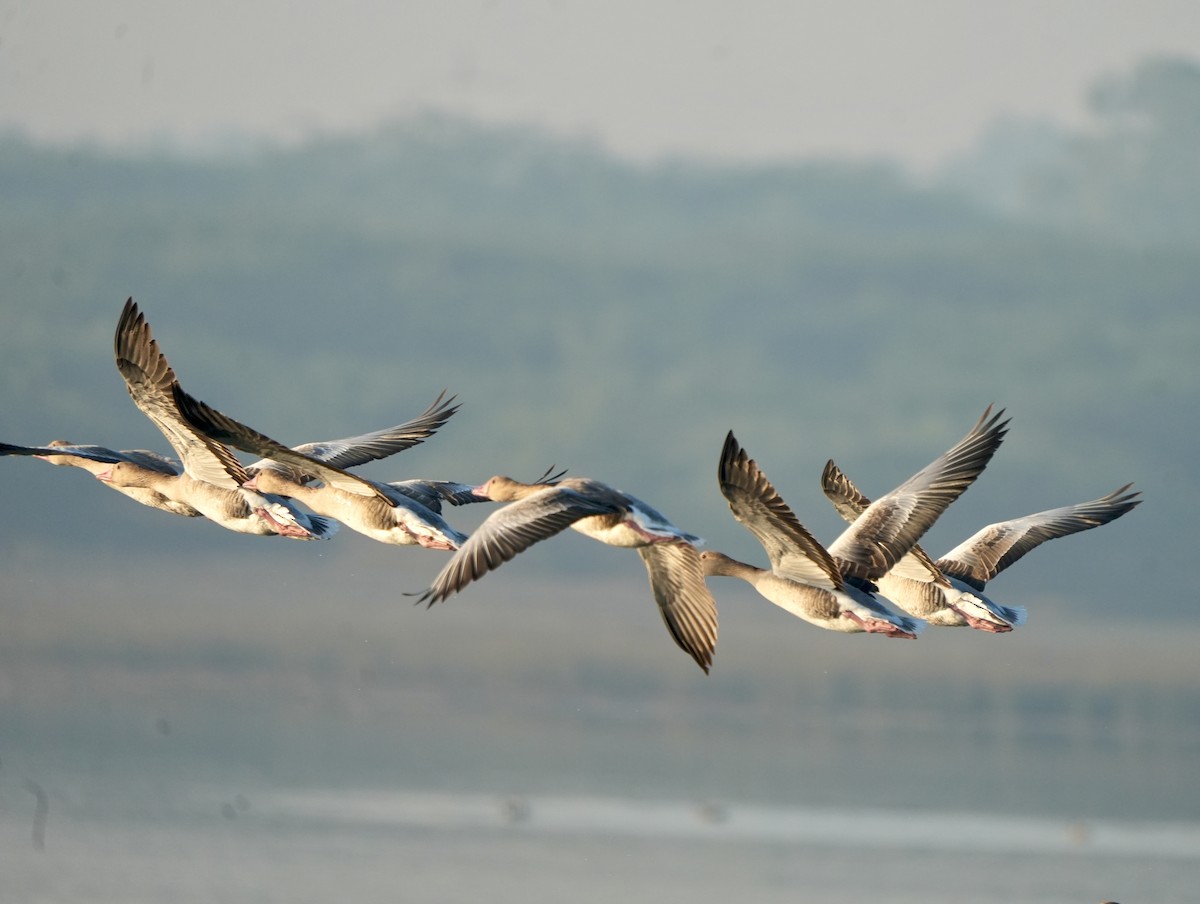 grågås - ML646826167