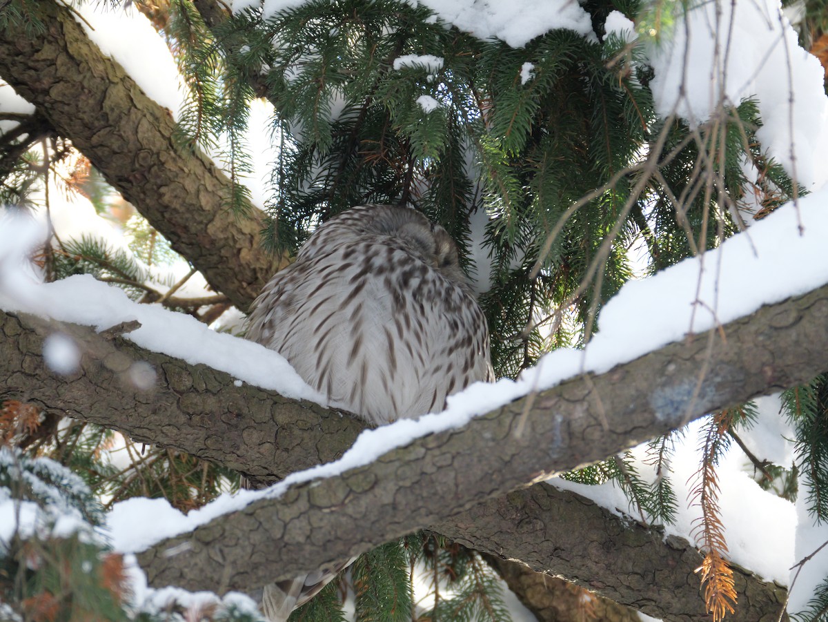 Urubi uraldarra - ML646826168