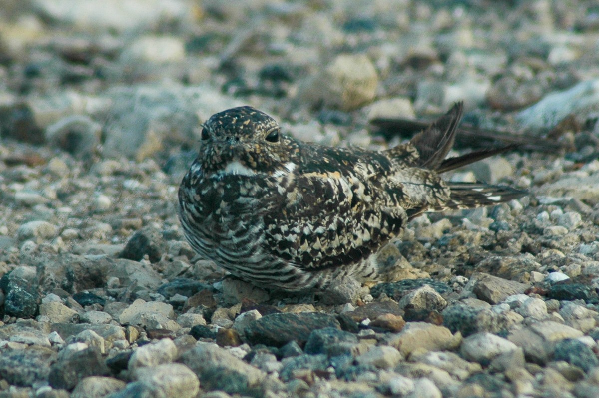 Falkennachtschwalbe - ML646826169