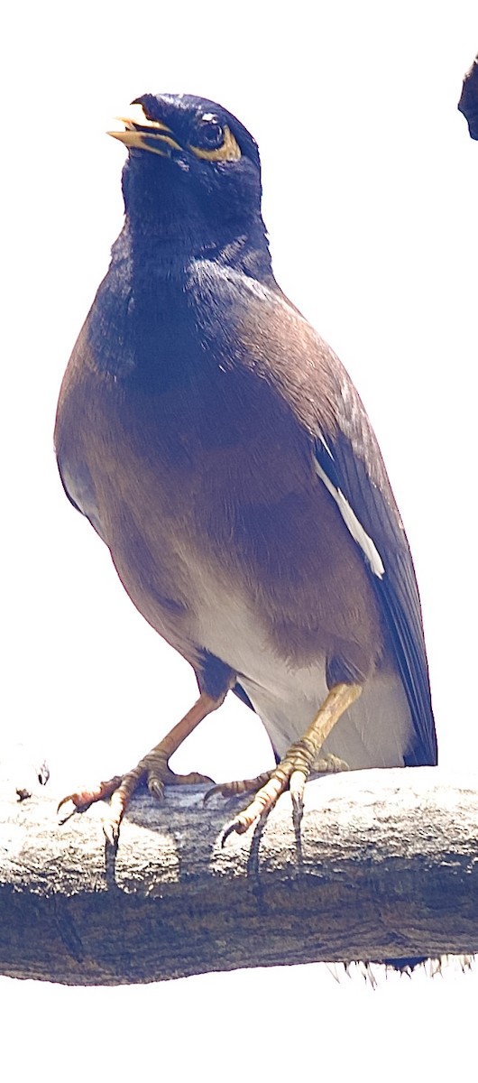 Common Myna - ML646826170