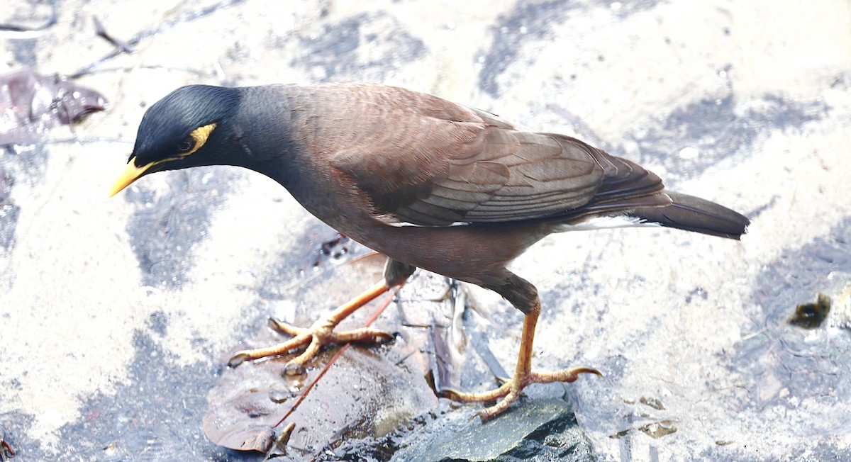 Common Myna - ML646826171