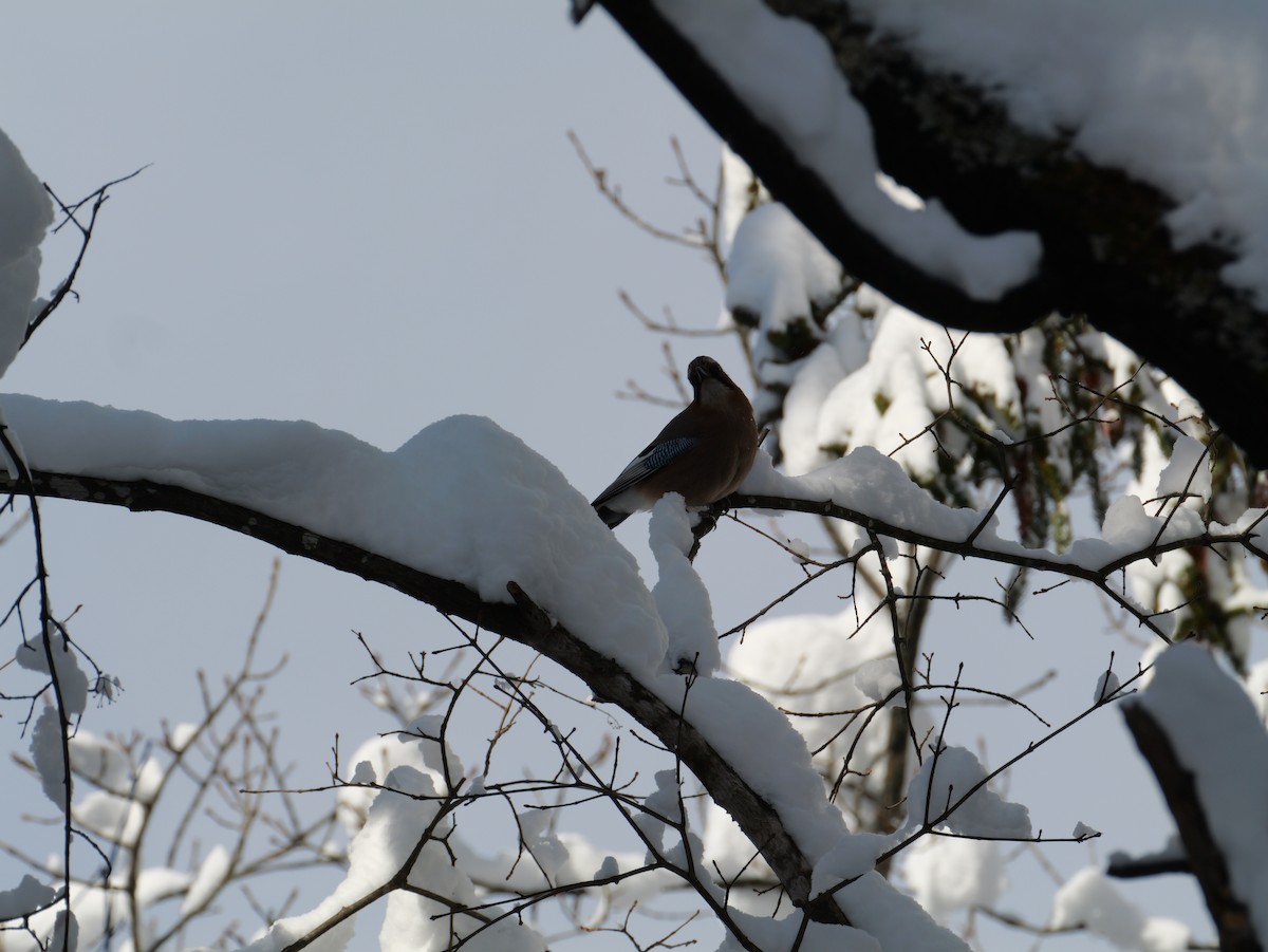 Eskinoso eurasiarra [brandtii Taldekoa] - ML646826172