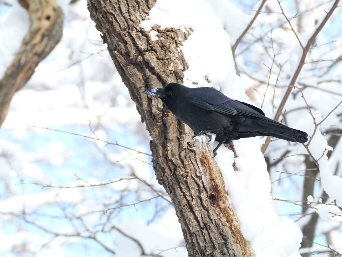 Large-billed Crow - ML646826184