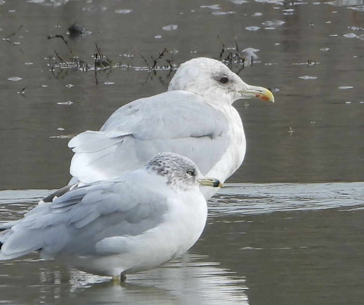 Iceland Gull - ML646826185